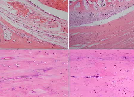 提供骨组织脱钙（慢脱）/骨组织酸脱（盐酸）技术服务(图1)