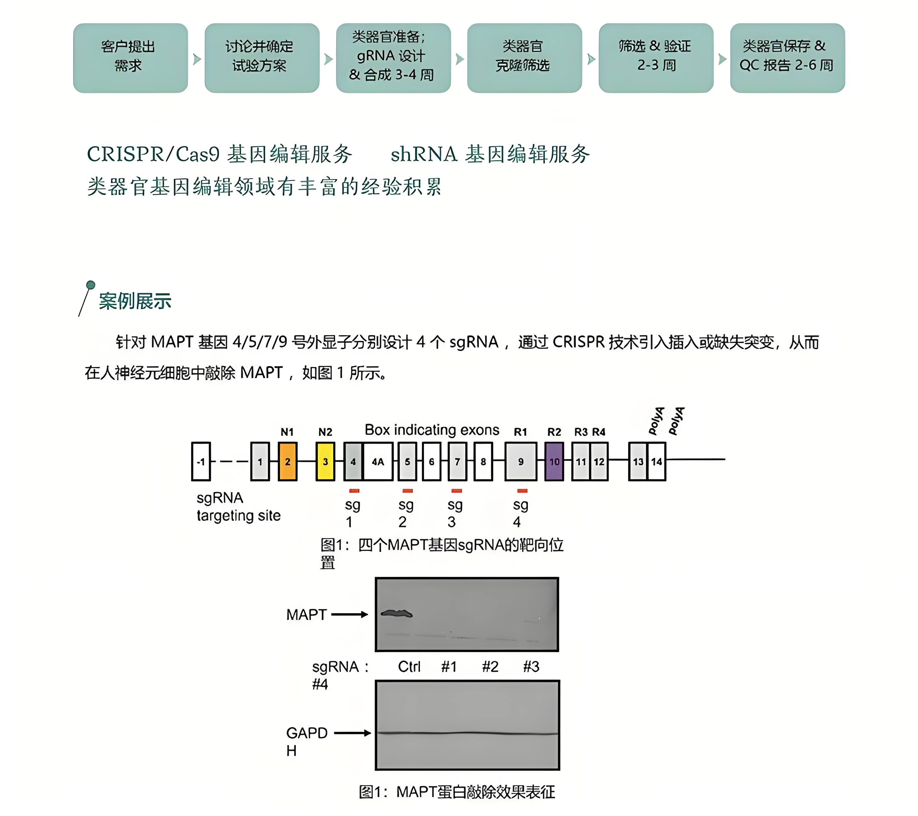 提供类器官基因编辑服务(图1)
