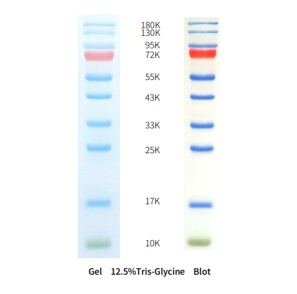 三色预染蛋白Marker(10-180KD)(AP13L052/AP13L053)(图1) 三色预染蛋白Marker(10-180KD)(AP13L052/AP13L053)(图1)