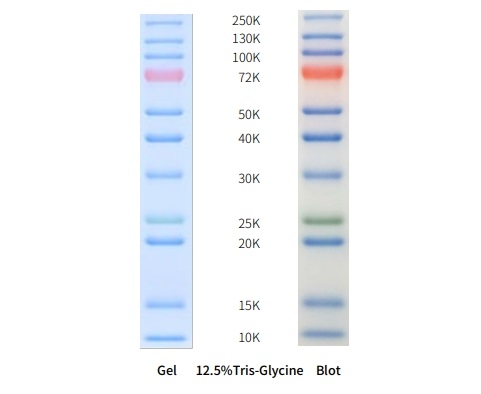 三色预染蛋白Marker（10-250KD）（AP13L063/AP13L062）(图1)