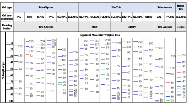 三色预染蛋白Marker（10-250KD）（AP13L063/AP13L062）(图2)