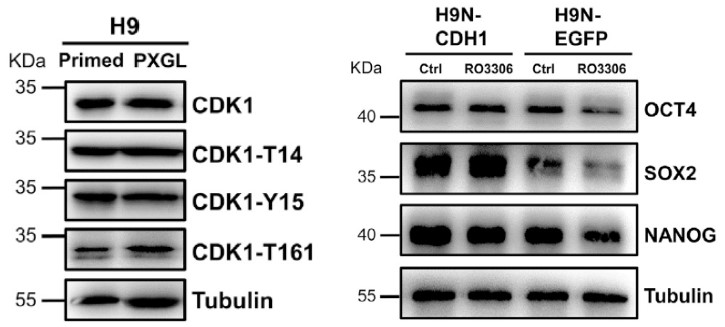 GNI4310-AT/Anti-α-Tubulin-HRP(图2)