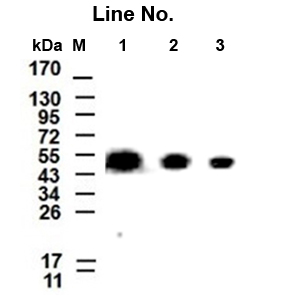 GNI4310-AT/Anti-α-Tubulin-HRP(图1)