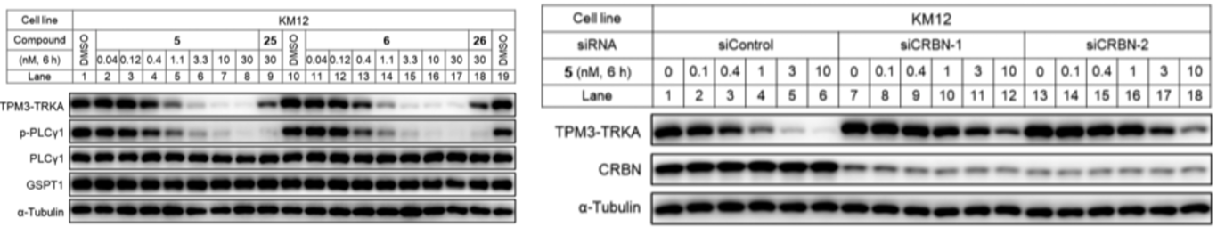 GNI4310-AT/Anti-α-Tubulin-HRP(图4)
