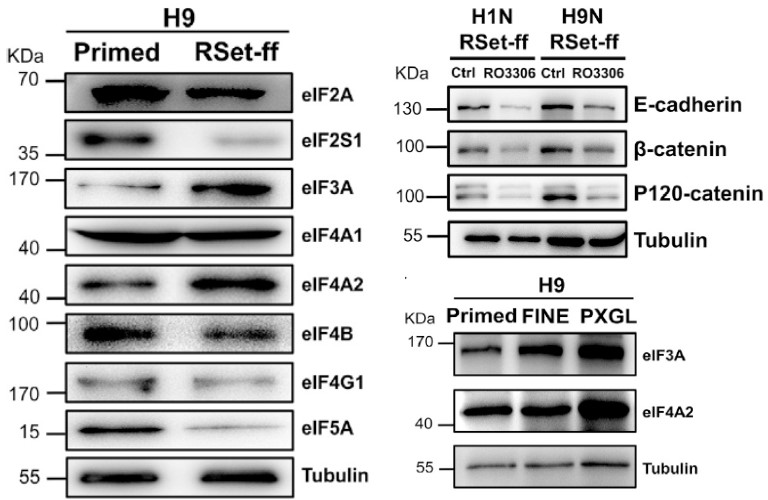GNI4310-AT/Anti-α-Tubulin-HRP(图3)