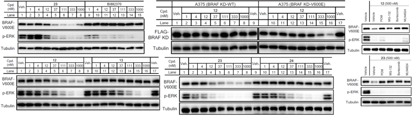 GNI4310-AT/Anti-α-Tubulin-HRP(图5)