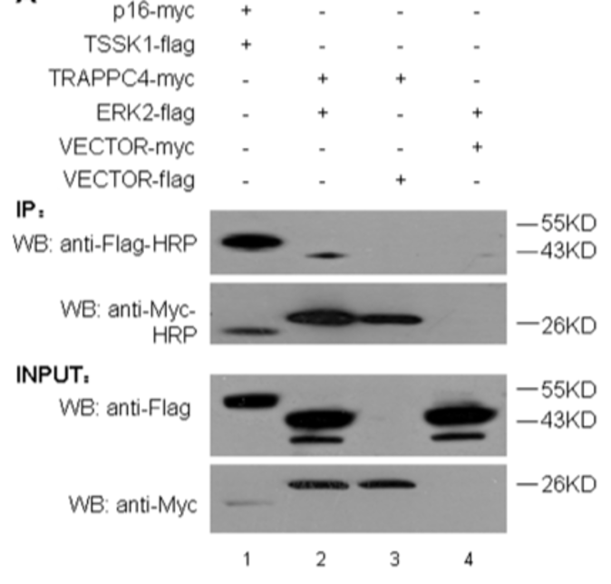 GNI4310-MC/Anti-Myc-HRP(图3)