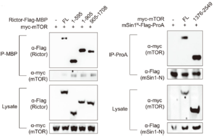 GNI4310-MC/Anti-Myc-HRP(图2)