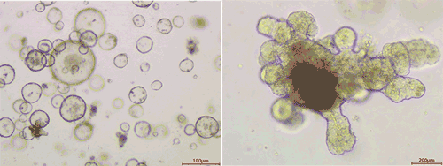 人Wnt-3a重组蛋白 (Human Wnt-3a Recombinant Protein)(图1)