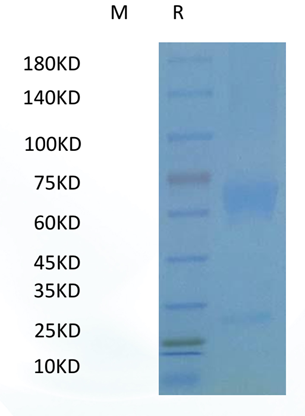 人Wnt-3a重组蛋白 (Human Wnt-3a Recombinant Protein)(图2)
