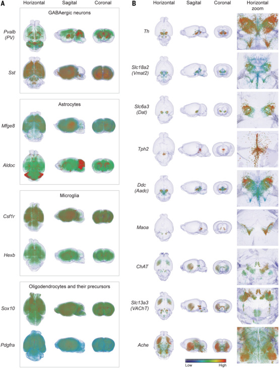 关于组织透明化结合原位杂交实现细胞分辨率全脑空间转录分析(图8) 图片