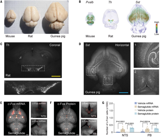 关于组织透明化结合原位杂交实现细胞分辨率全脑空间转录分析(图10) 图片