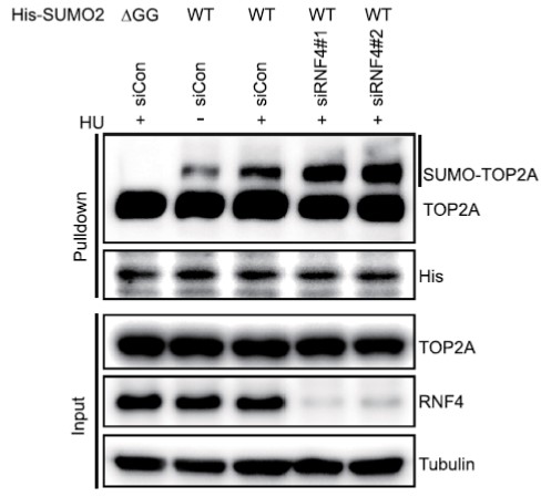 GNI4110-HS/Anti-His Tag Monoclonal Antibody(图3) GNI4110-HS/Anti-His Tag Monoclonal Antibody(图3)