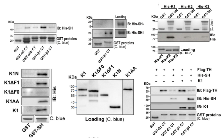 GNI4110-HS/Anti-His Tag Monoclonal Antibody(图7) GNI4110-HS/Anti-His Tag Monoclonal Antibody(图7)