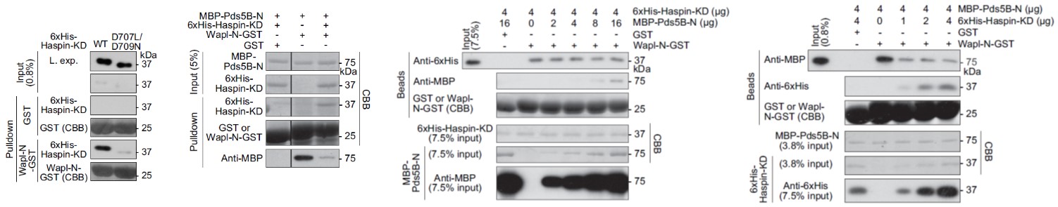 GNI4110-HS/Anti-His Tag Monoclonal Antibody(图10) GNI4110-HS/Anti-His Tag Monoclonal Antibody(图10)