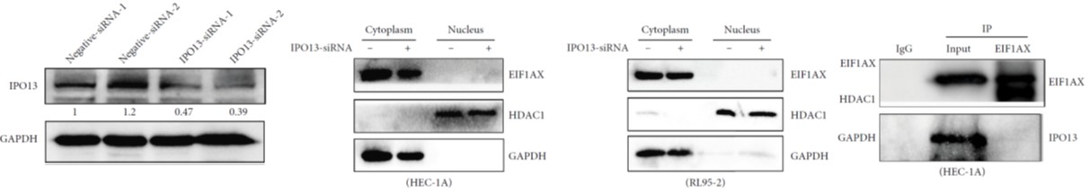 GNI4310-GH/Anti-GAPDH-HRP(图5)