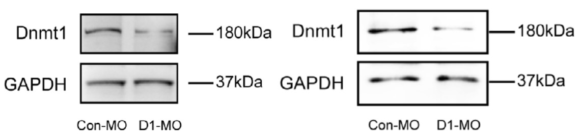 GNI4310-GH/Anti-GAPDH-HRP(图8) GNI4310-GH/Anti-GAPDH-HRP(图8)