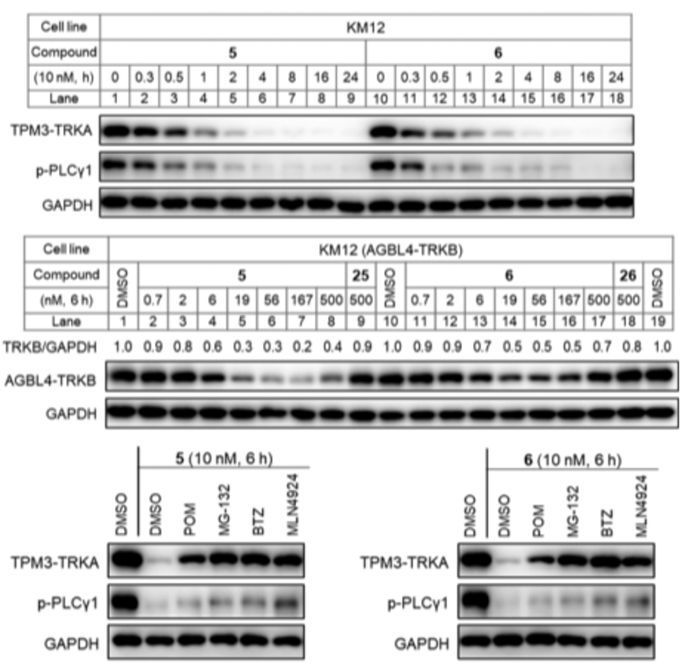 GNI4310-GH/Anti-GAPDH-HRP(图9)