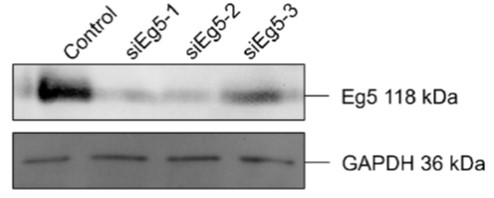GNI4310-GH/Anti-GAPDH-HRP(图7)