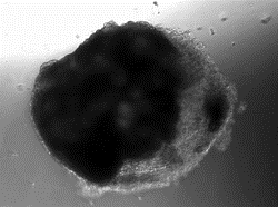 心肌细胞及培养基