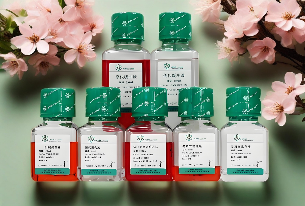 小鼠小肠类器官培养体系的优化：高/低出芽培养基的应用与选择策略(图3)