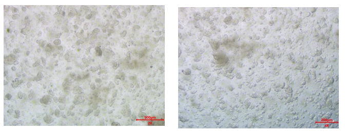 肺癌类器官培养基试剂盒(JFKR-LC-100-KIT/JFKR-LC-500-KIT)(图1) 1742356200017.png