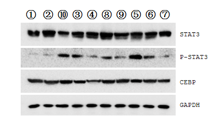 提供Western blot 检测服务（6~8个样）(图1)