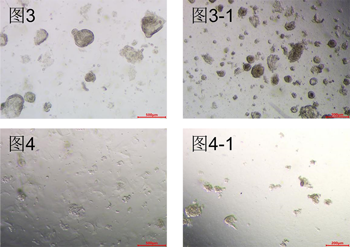 鼠子宫内膜类器官培养基(JFKR-MEN-100/JFKR-MEN-500)(图7)
