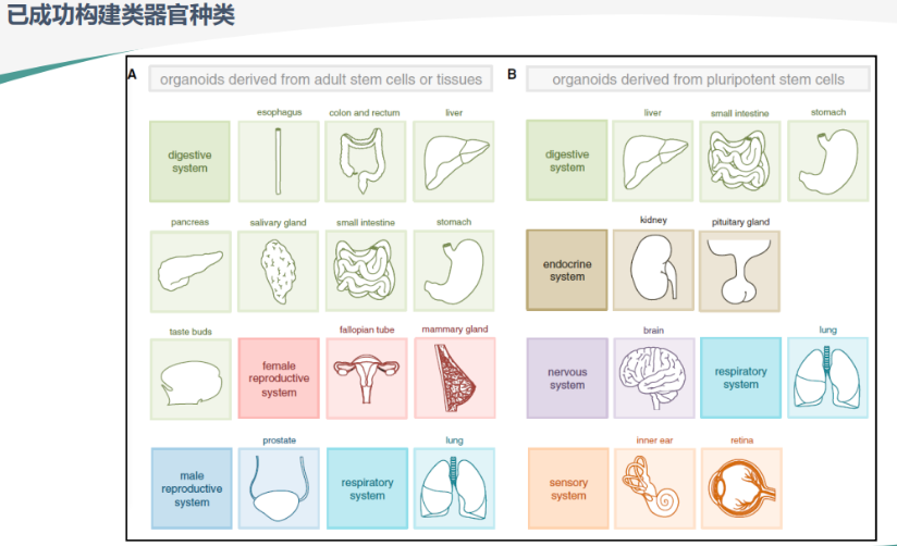 胃癌类器官培养基(JFKR-CRC-100/JFKR-CRC-500)(图4) 1730253113408.png