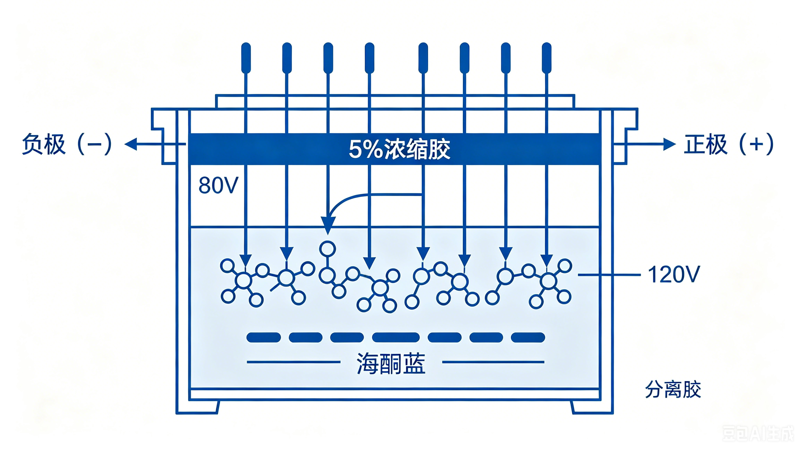 Western Blot电泳与转膜全套专业技术教程(含原理、实操、参数优化与问题排查)(图1) Western Blot电泳与转膜全套专业技术教程(含原理、实操、参数优化与问题排查)(图1)