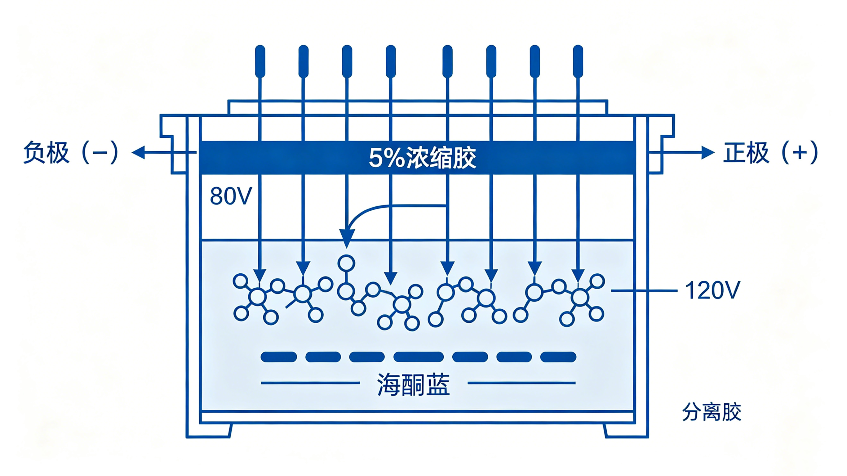 Western Blot电泳与转膜技术教程.png Western Blot电泳与转膜技术教程.png