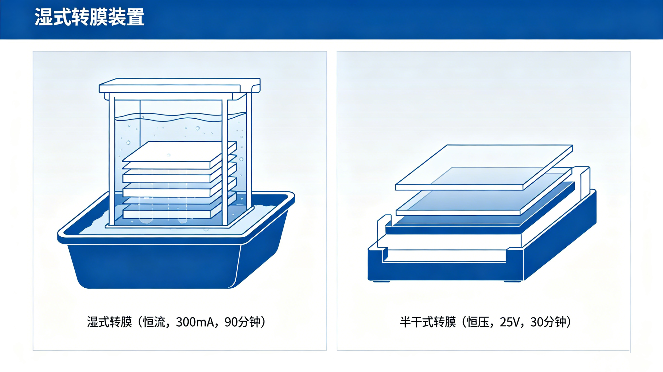 Western Blot电泳与转膜技术教程2.png Western Blot电泳与转膜技术教程2.png