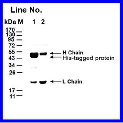 GNI4510-HS/  Anti-His tag Affi