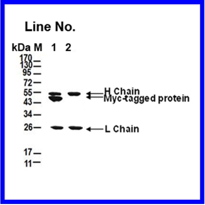 GNI4510-MC/Anti-Myc Affinity G