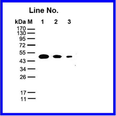GNI4310-MC/Anti-Myc-HRP