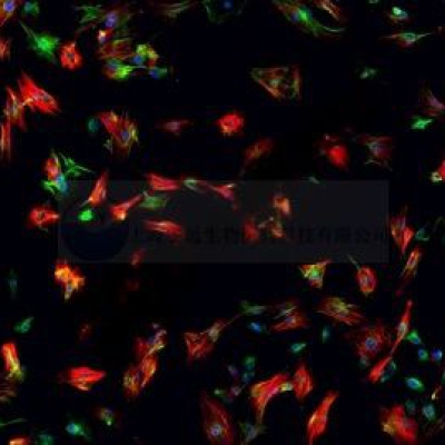 普通切片扫描（荧光双标扫描 三色）