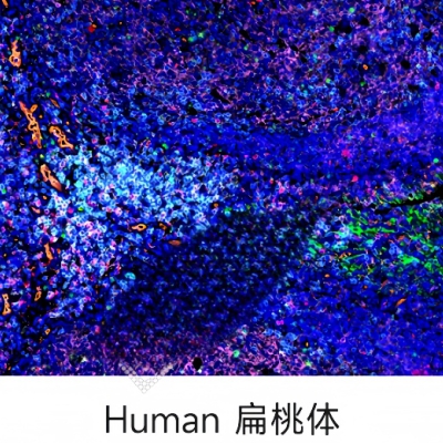 普通切片扫描（荧光五标扫描 六色）