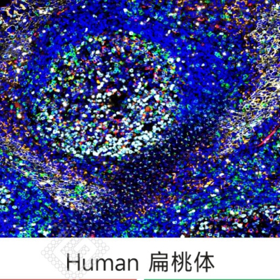 普通切片扫描（荧光六标扫描七色）