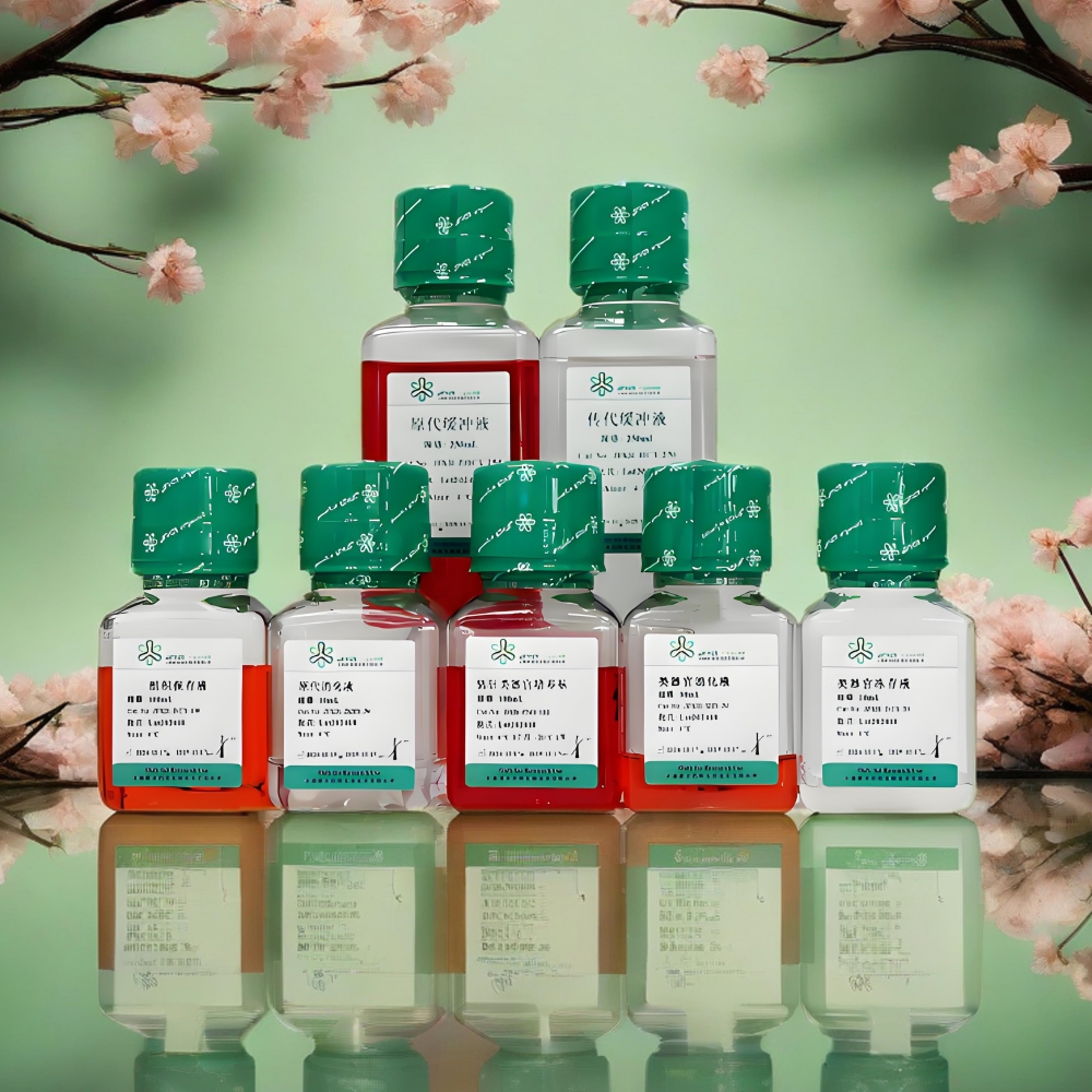 胎鼠小肠类器官培养基试剂盒（JFKR-FMSI -100-K