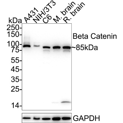 Beta Catenin Rabbit Polyclonal
