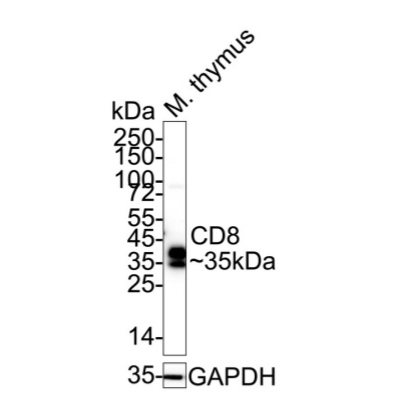 CD8 Rabbit Polyclonal Antibody