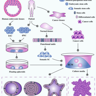 什么是类器官？类器官的详细介绍及应用
