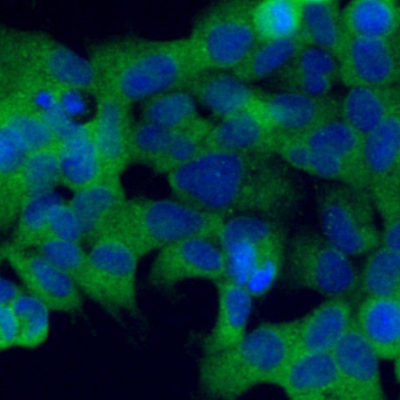 Glycophorin A Rabbit Polyclona