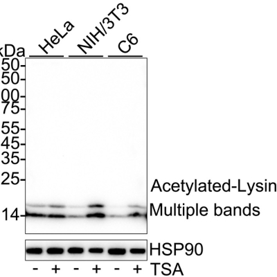 Acetylated-Lysine Recombinant 
