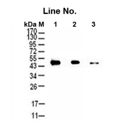 GNI4110-MC/Anti-Myc Monoclonal