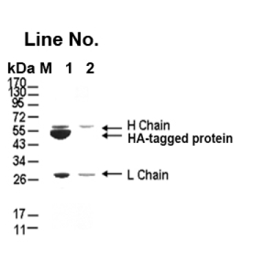 GNI4510-HA-P/Anti-HA Affinity 