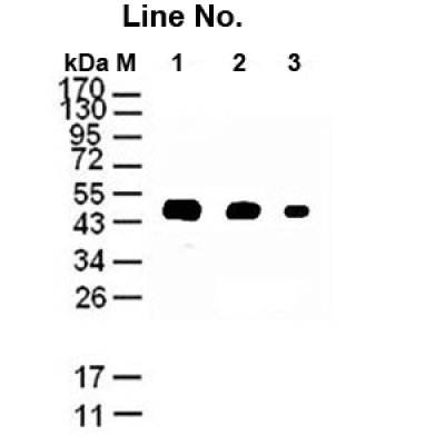 GNI4110-AT/Anti-α-Tubulin Mono