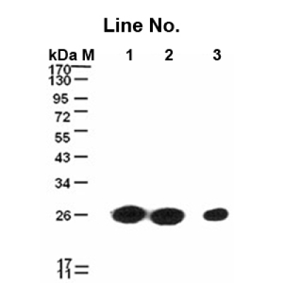GNI4110-V5/Anti-V5 Monoclonal 