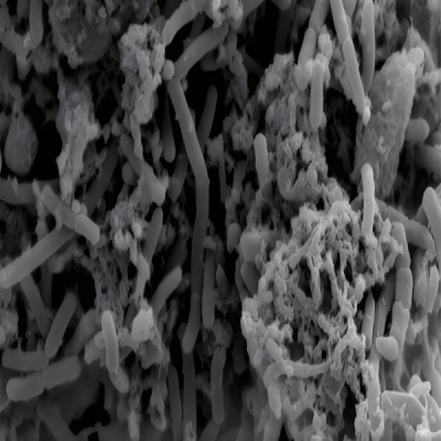 提供扫描电镜（SEM）实验服务