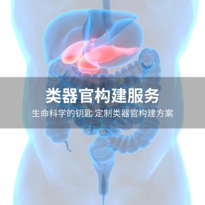 提供类器官构建技术服务
